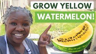 How To Grow Yellow Watermelons - Discover How to Grow This Amazing Fruit!