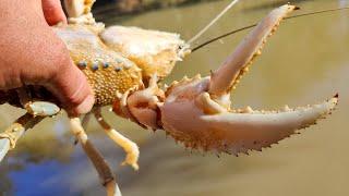 I Caught A Leucistic (white) Crayfish