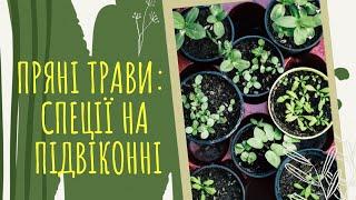 ПРЯНІ трави: СПЕЦЇ на ПІДВІКОННІ  14 пряних ТРАВ, які можна виростити ВДОМА  