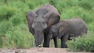 The Life of Elephants in Forests Vs Zoos