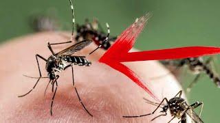 ЗАБЫЛ про комаров и мошек на участке!!! БЫСТРЫЙ и БЕСПЛАТНЫЙ СПОСОБ!!!