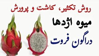 روش تکثیر، کاشت و پرورش دراگون فروت از صفر تا صد  | دراگون فروت جديد و خوشمزه ترین میوه dragon fruit