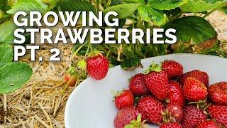 Growing Strawberries (Part 2): Pruning, Pests, and Harvesting