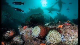 Scuba Diving in Monterey Bay, California