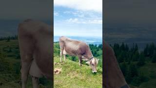 Bregenzerwald Andelsbuch Cable Car to "Niedere" Mountain, Austria #cowbell #bregenzforest #austria