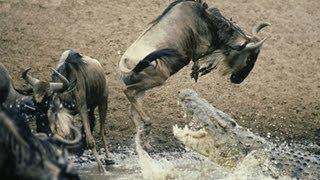 Serengeti National Park - video by Tanzania National Park