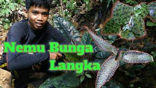 mencari Bunga keladi di hutan nemu Bunga langka