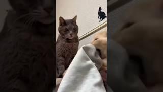 Cat's funny conversation  #cat #funny #comedy #memes #viralvideo #trending #shorts