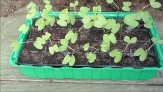 Sowing Morning Glory Seeds