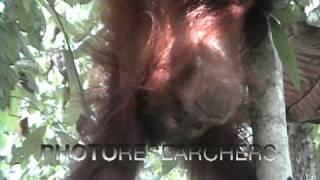 Spitting Orangutan - Photo Researchers