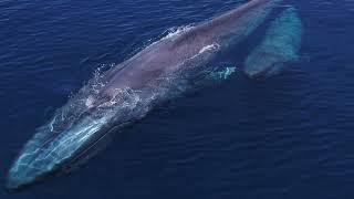 Spectacular Images of Blue Whales (Mother and calf) in San Diego