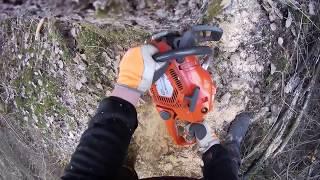 Tree felling - Dead tree with root rot  Husqvarna 545 