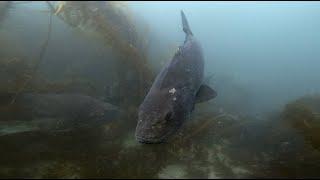 Giant Sea Bass at Jolla Cove