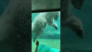 Один день из жизни белой медведицы Айки...One day in the life of the polar bear Aika...Moscow Zoo