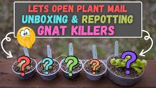 PLANT MAIL! Unboxing & Repotting Pings! Carnivorous Plants That Kill Gnats & Fruit Flies!