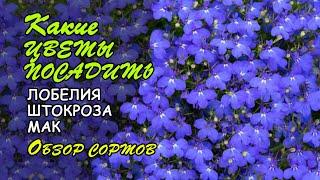Какие цветы посадить в 2022 году? Обзор сортов лобелии, бегонии, шток-розы и др.