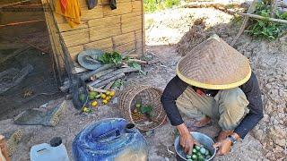 Petik Sayuran Di Ladang, Masak Sambel Loncang, Rebus Daun Lumay