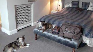 Dog friendly hotels