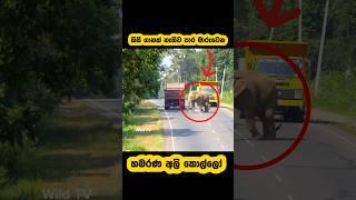 Fearless wild elephant roaming🫣#shortvideo #youtube #shorts #elephant #attack #travel #2025 #news