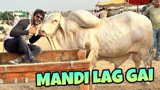 FINALLY COW MANDI LAG GAI | BAKRA EID VLOG | MISHKAT KHAN | THE FUN FIN