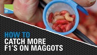 Preston Innovations - Catch More F1's on Maggots