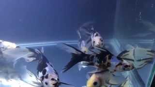 Black Opal Goldfish @ River Garden Nursery