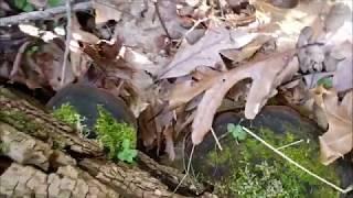 Bracket fungus at Chucalissa trail #darrellbarnes #brotherbarnes #piratebarnes