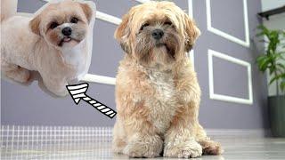 SHIHTZU TURNING INTO A TEDDY BEAR ️Korean Grooming Techniques!️
