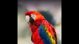 Top 05 beautiful birds in the world