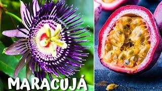 10 Types of EXOTIC PASSION FRUIT So DIFFERENT That They Will Surprise You