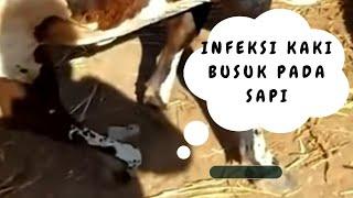 Infeksi kaki sapi karna terkena paku