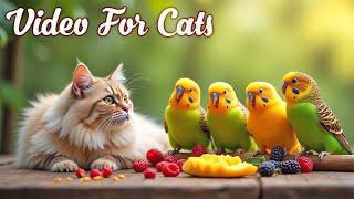 Cat TV for Cats to Watch Birds and SquirrelsPerfect Video for Indoor Cats Episode 20 | 3H of Videos