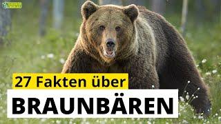 27 Steckbrief-Fakten über Braunbären - Doku-Wissen über Tiere - für Kinder