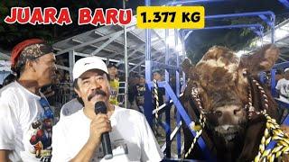 BRUNO SAPI MONSTER JUARA 1 EXTREEM TULUNGAGUNG 2024‼️