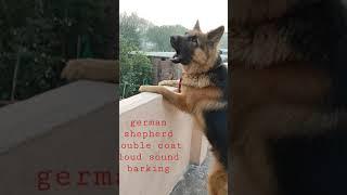 German shepherd double coat  barking loud sound