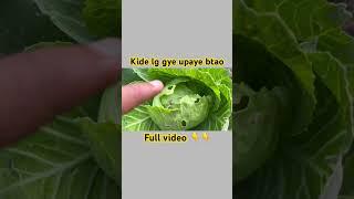 Patta gobhi #pattagobi #cabbage #harisabji #kitchengarden #villagelife #short #subscribe