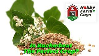 Buckwheat: Cover Crop, Livestock & Poultry Feed, and Much More!