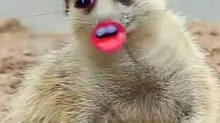 Пьяный суслик вылевает душу