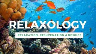 Soothing Music Video For Relaxation And Stress Release | Relaxing Sleep Music | Relaxology