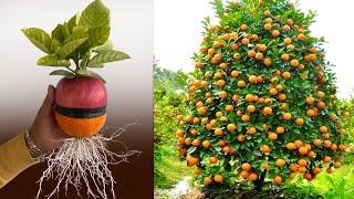 Best idea Grow Apples with Orenge Using techniques Create root New Growing Faster lots of fruit