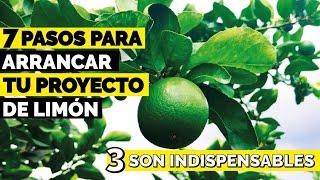 ¿Comó tener un ÁRBOL o CULTIVO de LIMÓN? paso a paso 2022