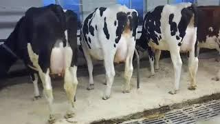 Dairy herd that uses Animal Analysis or aAa