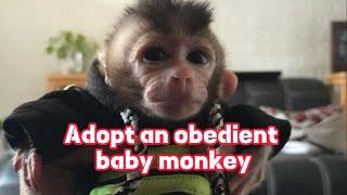 Adopt an obedient baby monkey , Lovely Fauna Youtube Channel