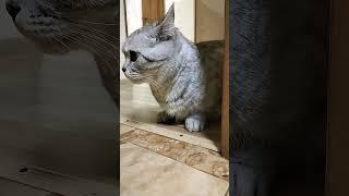 Кот - взяточник #смех #юмор #cat #видосыоткота #веселыекоты #кот #прикольныекоты #котики #котик