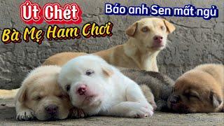 Út Chét Lội Bùn Dính Đầy Lên Các Con - Sen Nhứt Đầu Khi Bầy Con La Inh Ỏi Không Ngủ Được