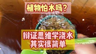 养花新手必看，辩证思维学浇水，其实很简单