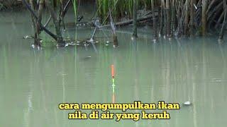 trik mancing ikan nila di air keruh biar ikan cepat ngumpul