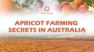 From City Slicker to Apricot MASTER in 6 Months: Diljit Singh Virk's Apricot Farming in Australia