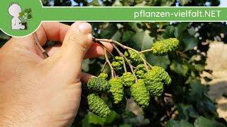 Schwarz-Erle - (unreife) Früchte - 17.08.18 (Alnus glutinosa) - Baum (Früchte) Bestimmung