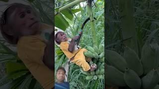 #banana #babymonkey #fruit #babymonky #funny #satisfying #coconut #shortsvideo #babymonkeycutis #cut